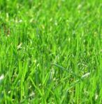 Grass.