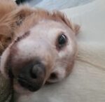 Smellydog