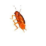 Roach