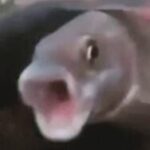 PogFish Follwer