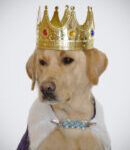 puppyking