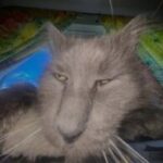 mishka