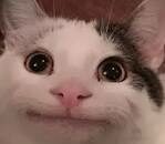 The Unholy cat