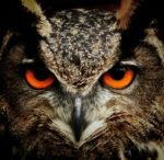 Inventive_Owl