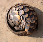 PlatedPangolin