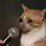 Constellation crying cat in a interview