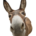 donkey