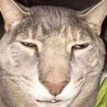 Lazy Cat