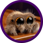 Wide-eyed Spider