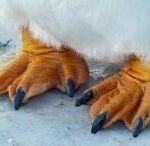 Penguin feet