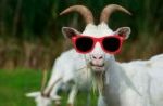 Goatman
