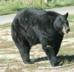 Bear_Naked