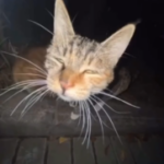 GoldFox