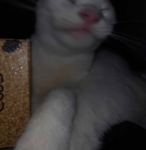 Snoop-woop
