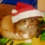 Catplagg