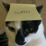 Gato