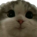 CYLD