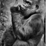 Monkey Man