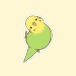 KIWIPARAKEET