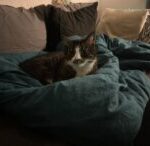 CatMaster