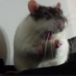 Stanley