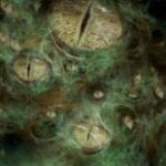 Constellation of Sloth